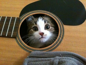 Scopri di più sull'articolo il gatto e la musica